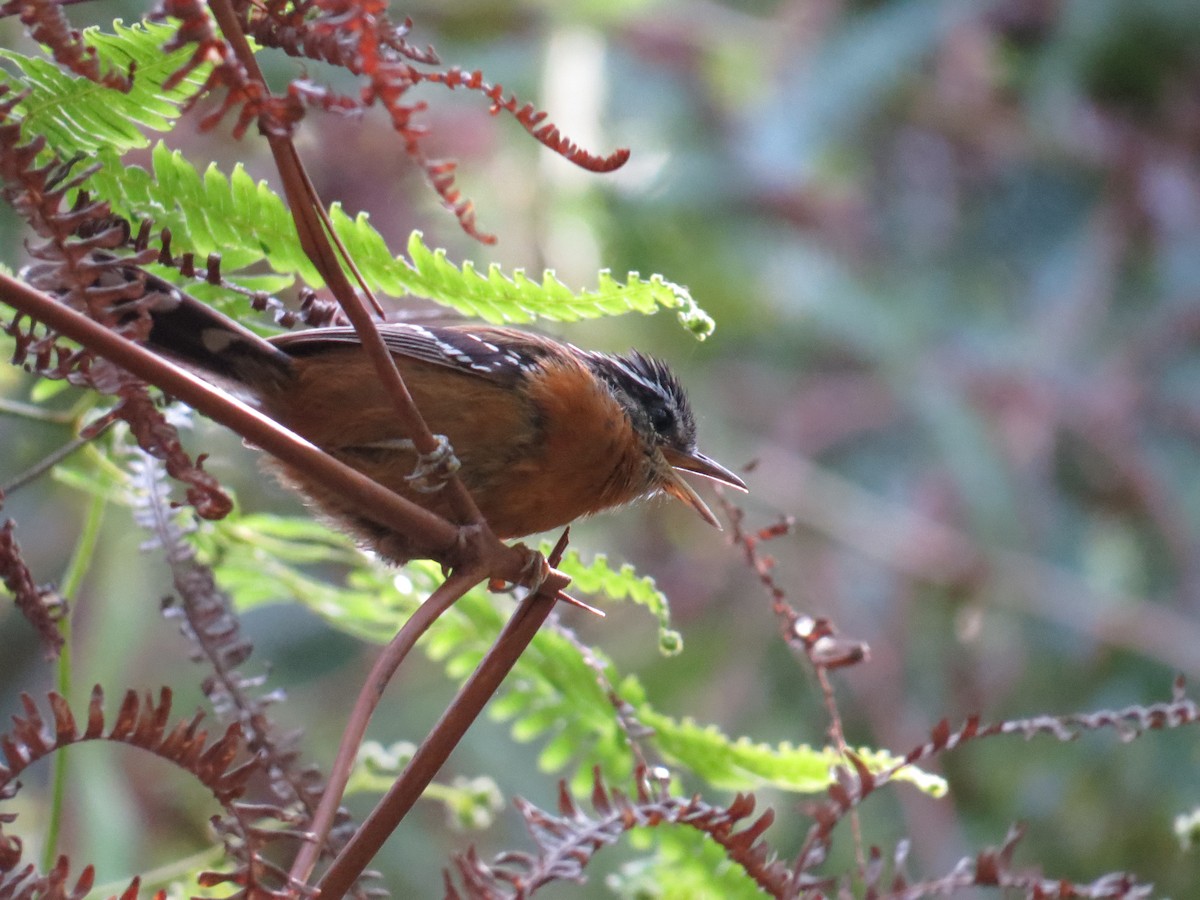Ferruginous Antbird - ML645326911