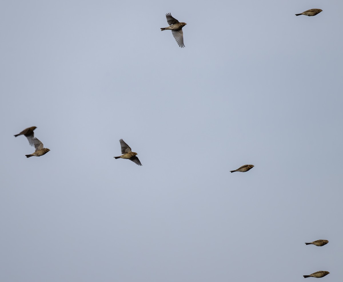 Corn Bunting - ML645326921
