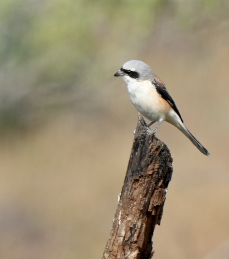 Bay-backed Shrike - ML645326922