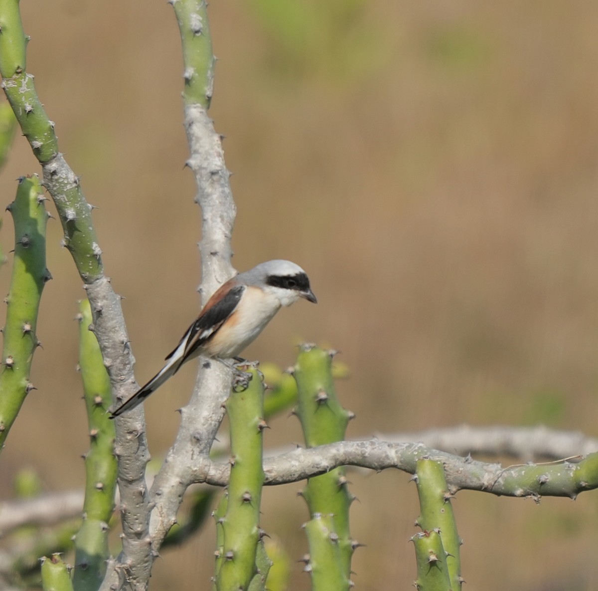 Bay-backed Shrike - ML645326923