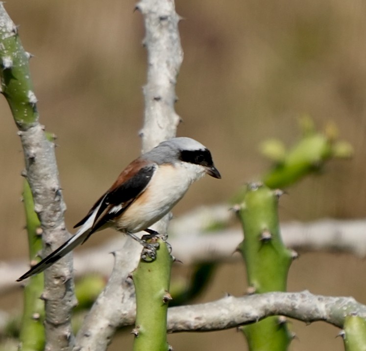 Bay-backed Shrike - ML645326924