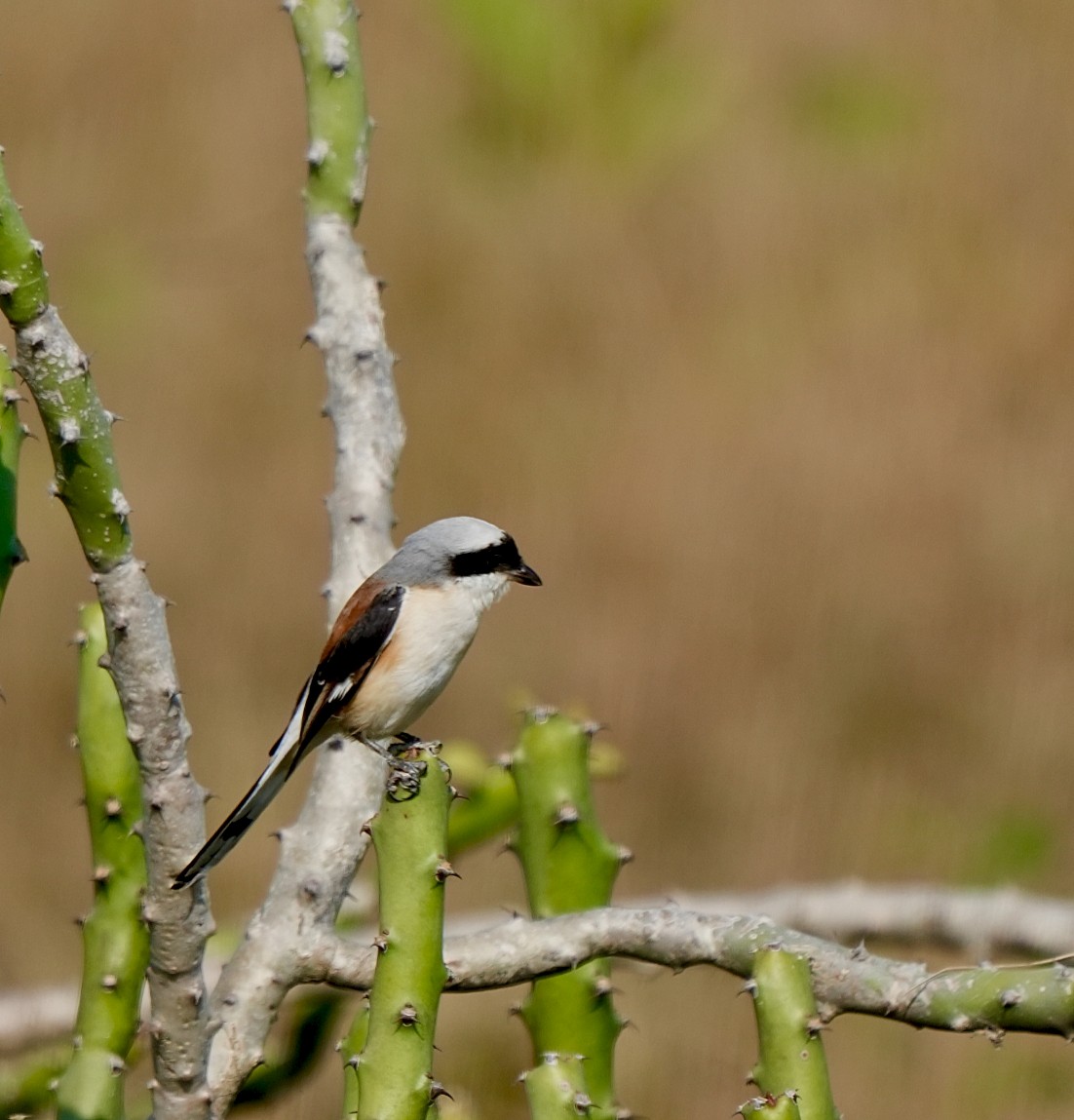 Bay-backed Shrike - ML645326925