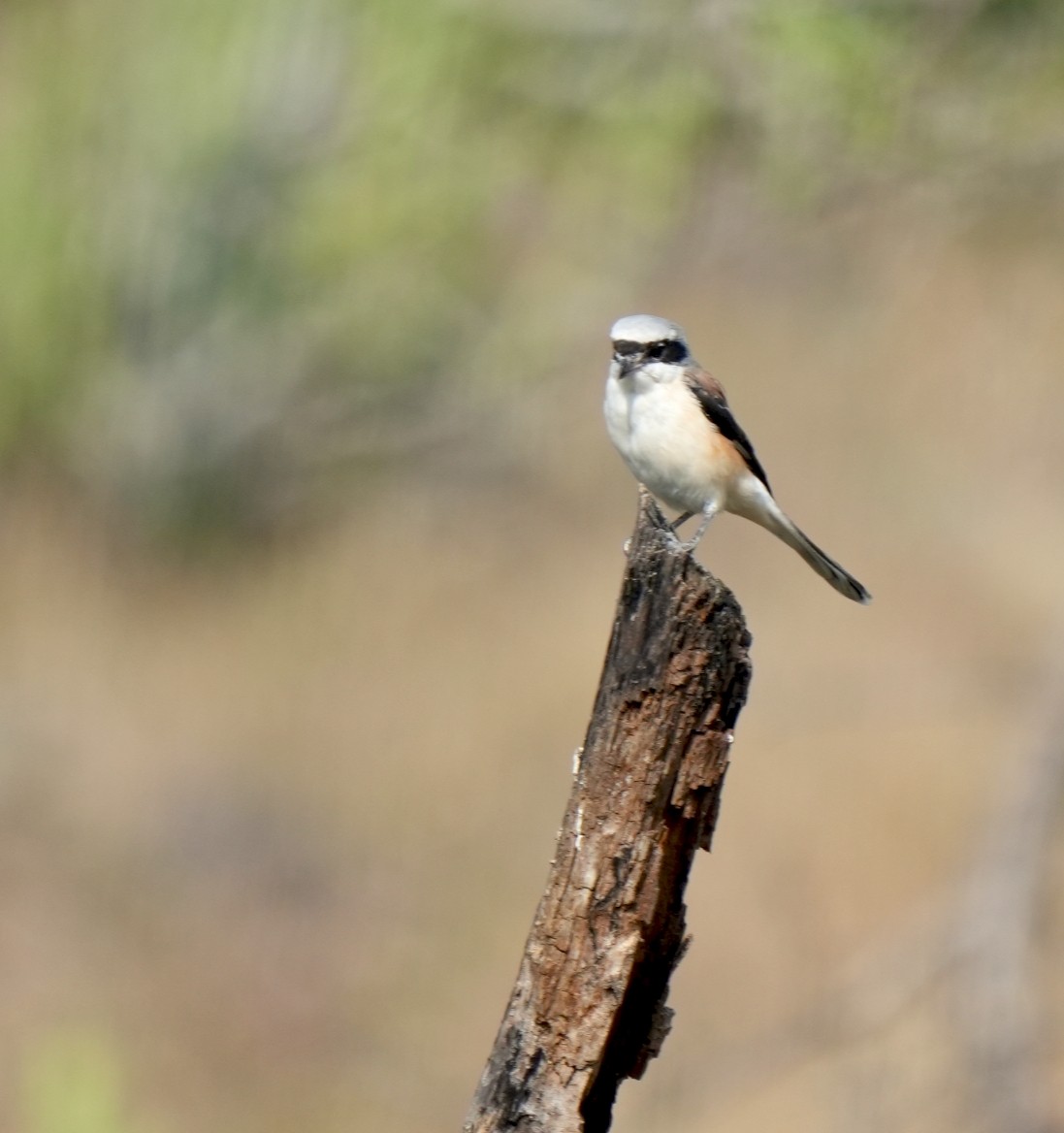 Bay-backed Shrike - ML645326926