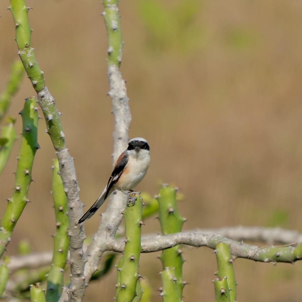 Bay-backed Shrike - ML645326927