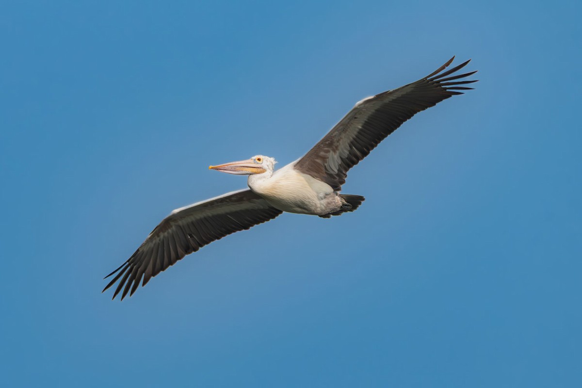 Spot-billed Pelican - ML645326935