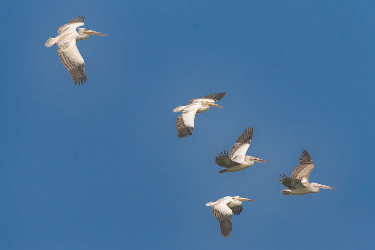 Spot-billed Pelican - ML645326936