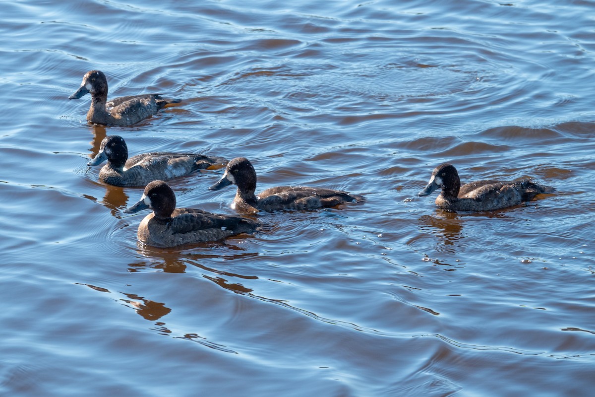 polák vlnkovaný - ML645326941