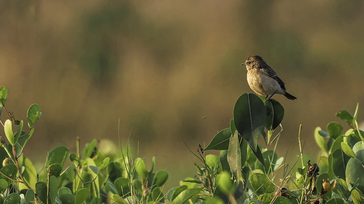 bramborníček sibiřský - ML645326944