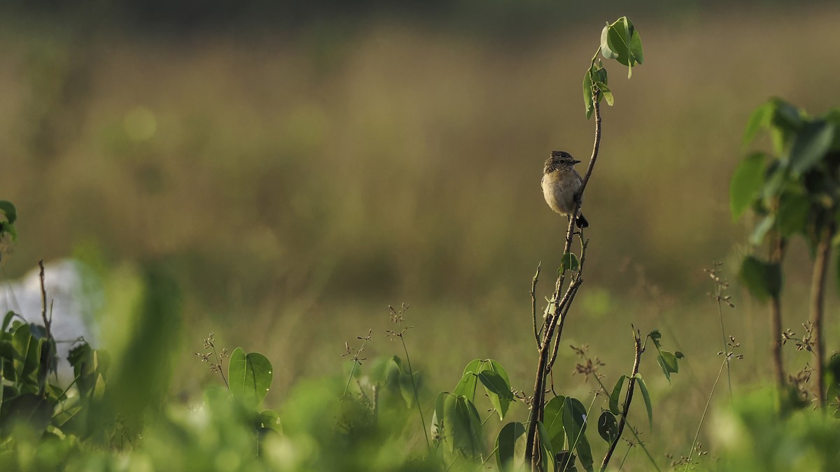bramborníček sibiřský - ML645326945