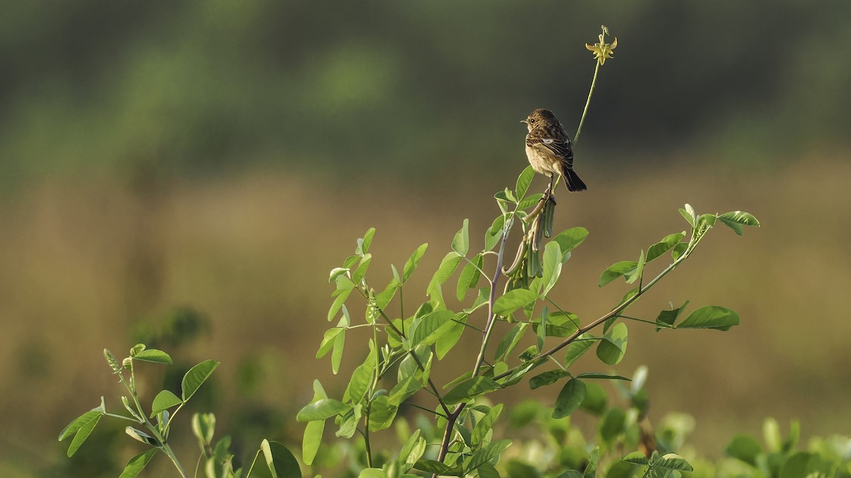 bramborníček sibiřský - ML645326946