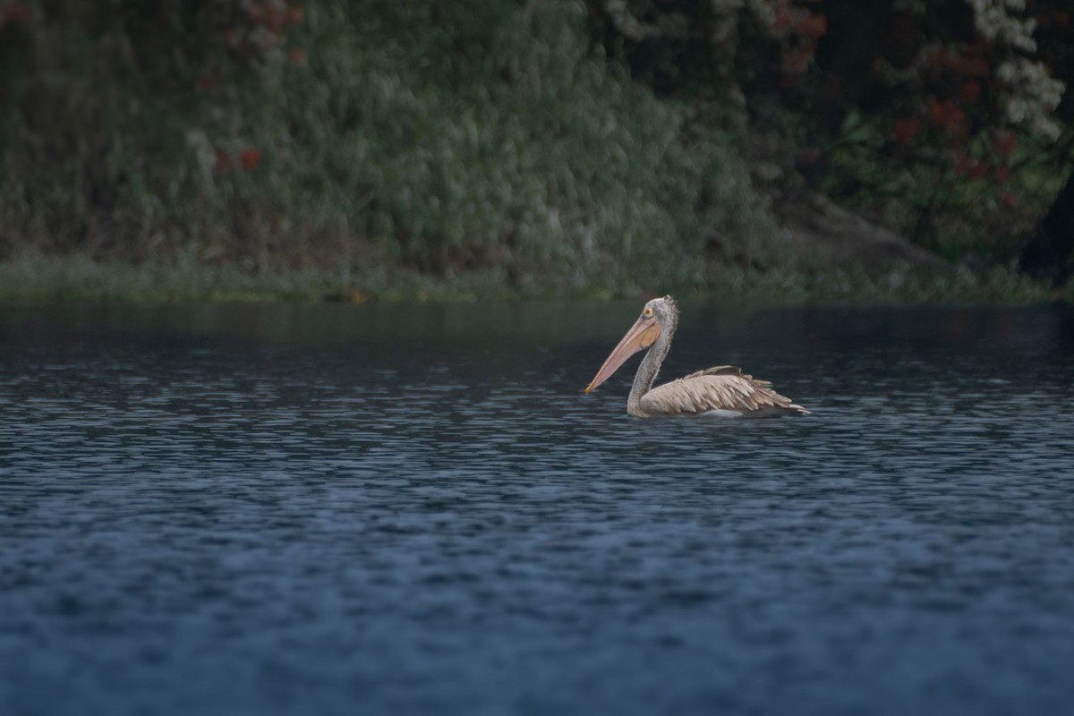 Spot-billed Pelican - ML645326948