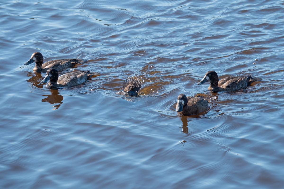 polák vlnkovaný - ML645326954