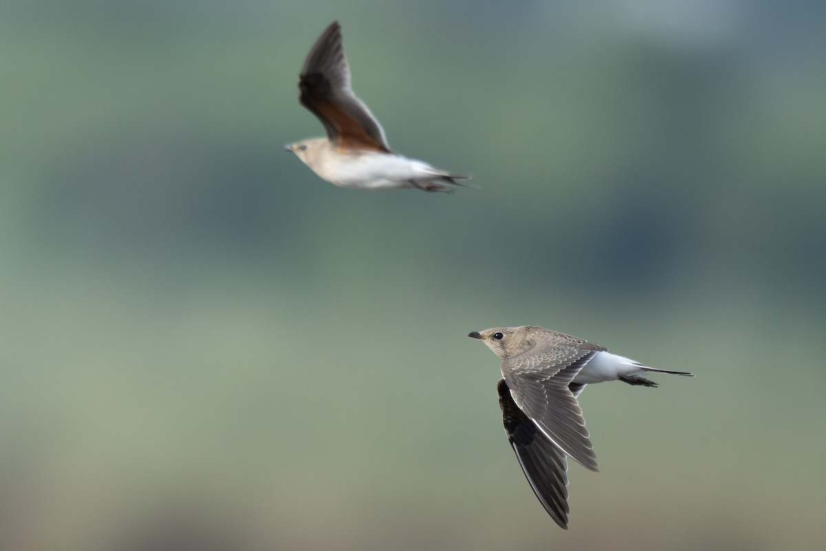 Collared Pratincole - ML645326957