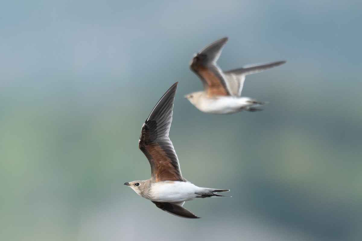 Collared Pratincole - ML645326958