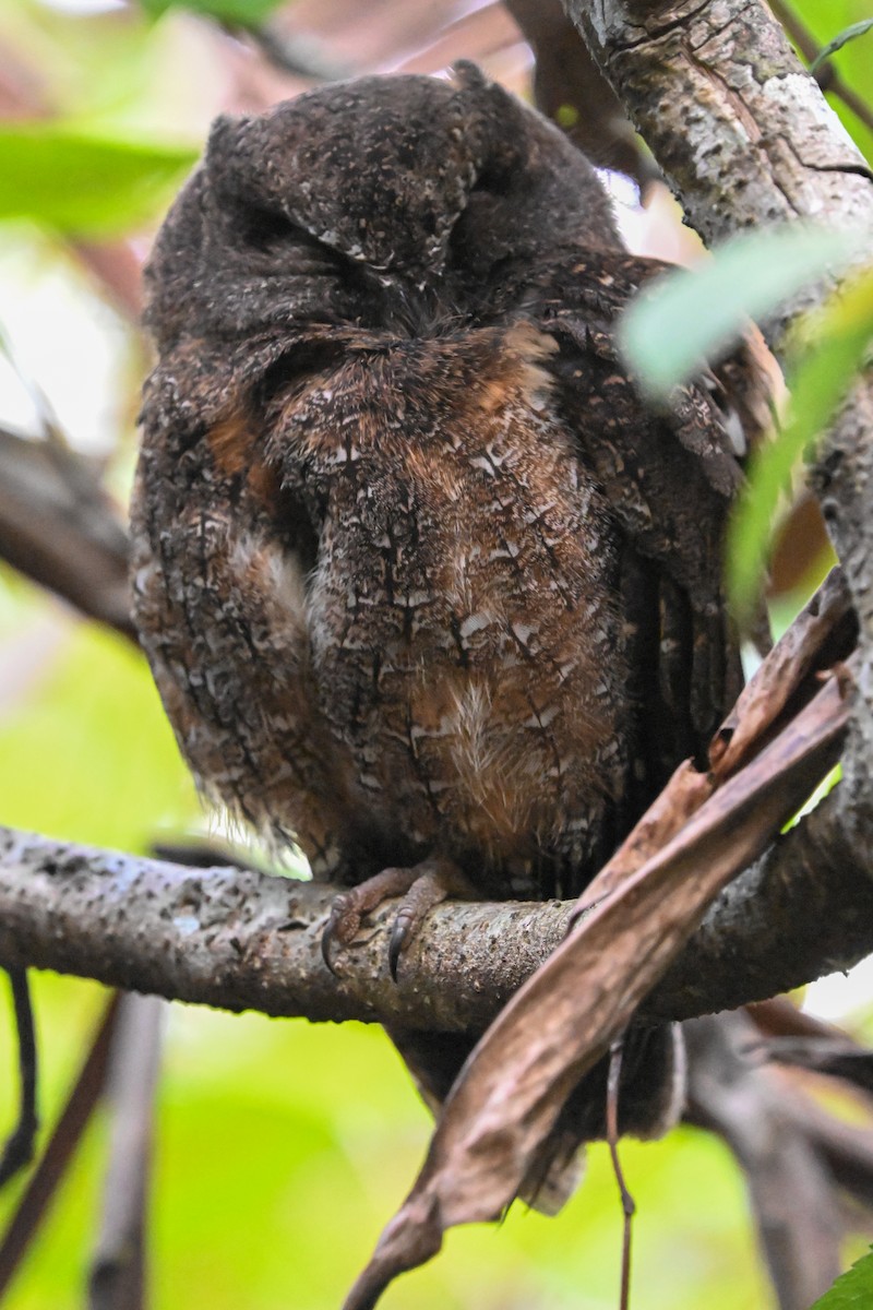 Madagascar Scops-Owl (Rainforest) - ML645326959