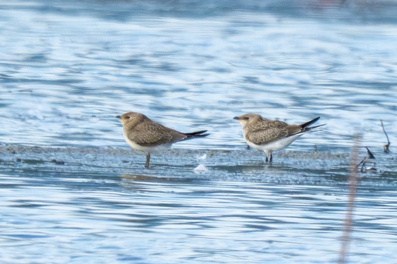 Collared Pratincole - ML645326966