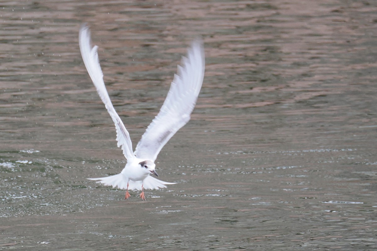 Common Tern - ML645326972
