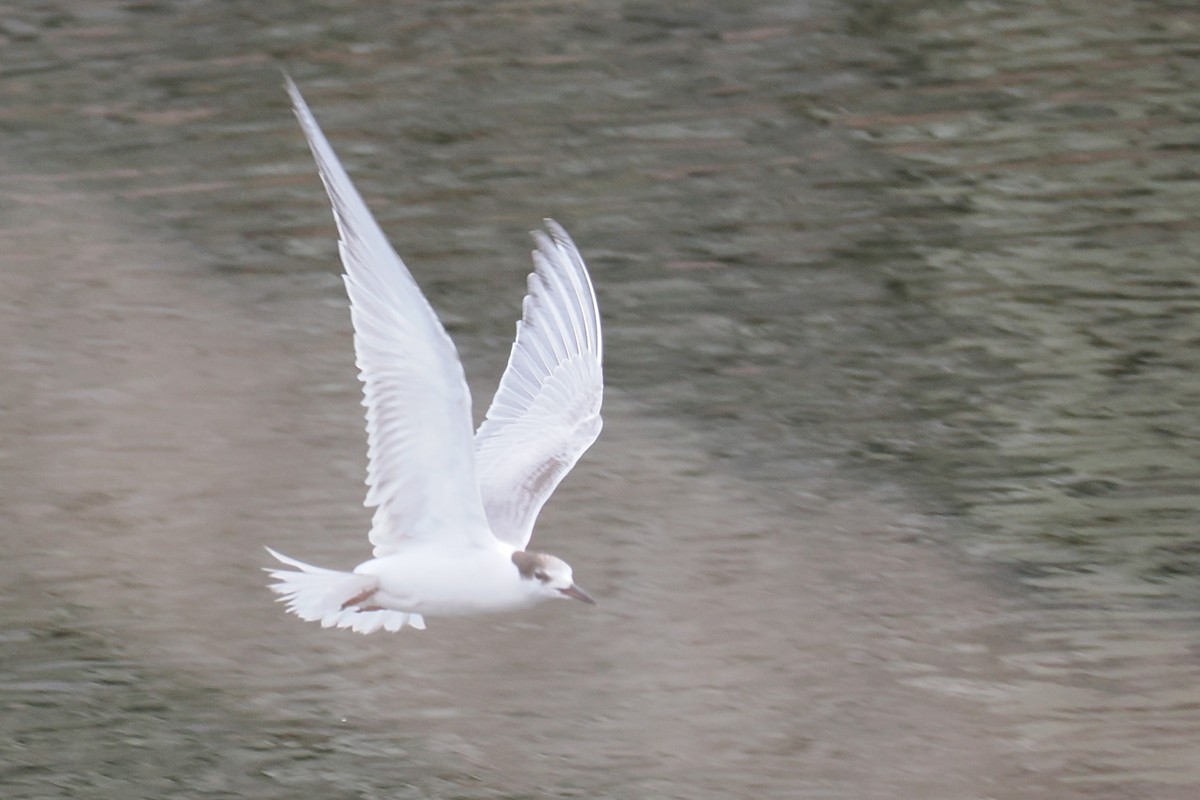Common Tern - ML645326977
