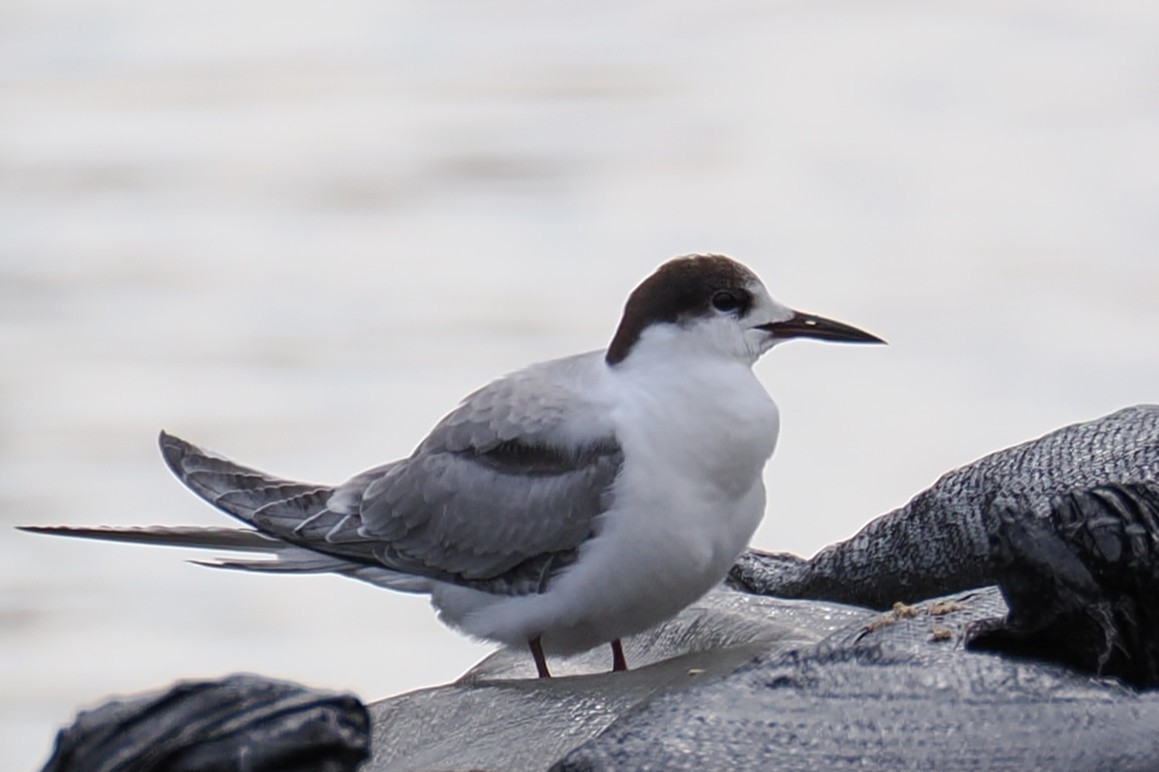 Common Tern - ML645326979