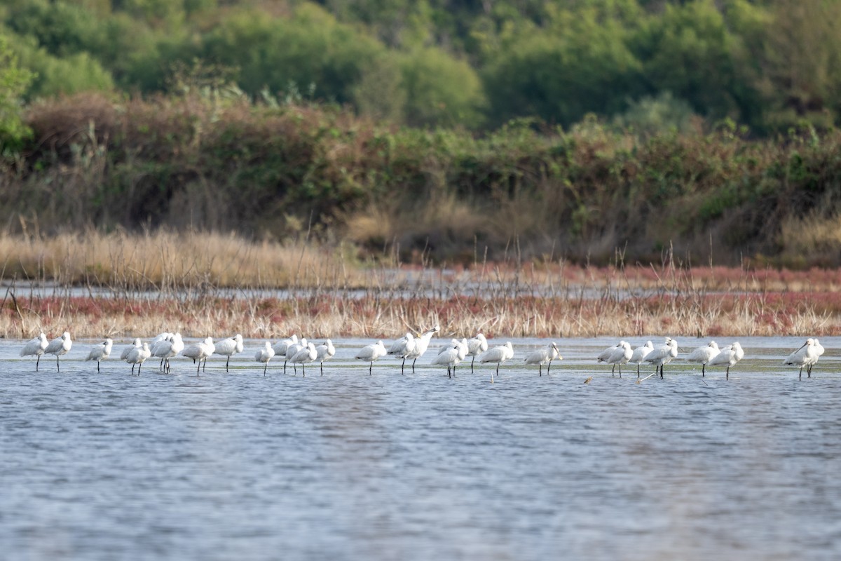 Eurasian Spoonbill - ML645326987