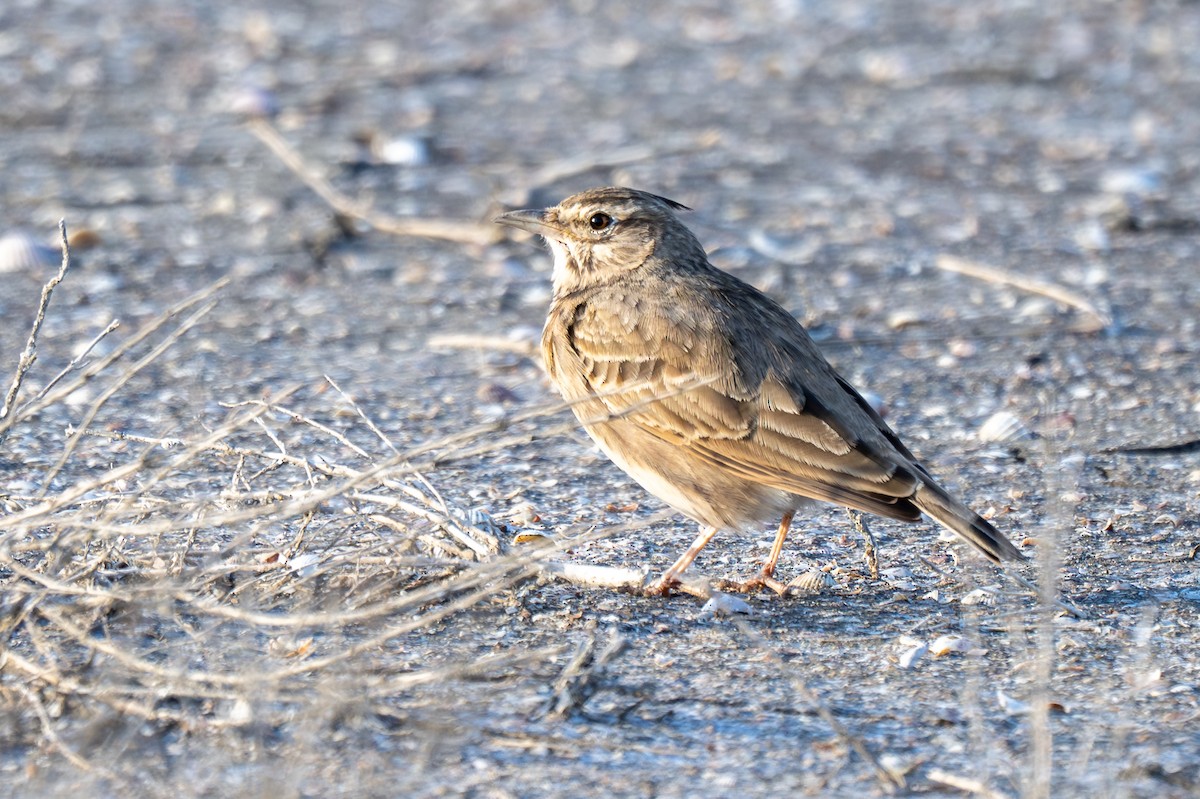 Crested Lark - ML645326994