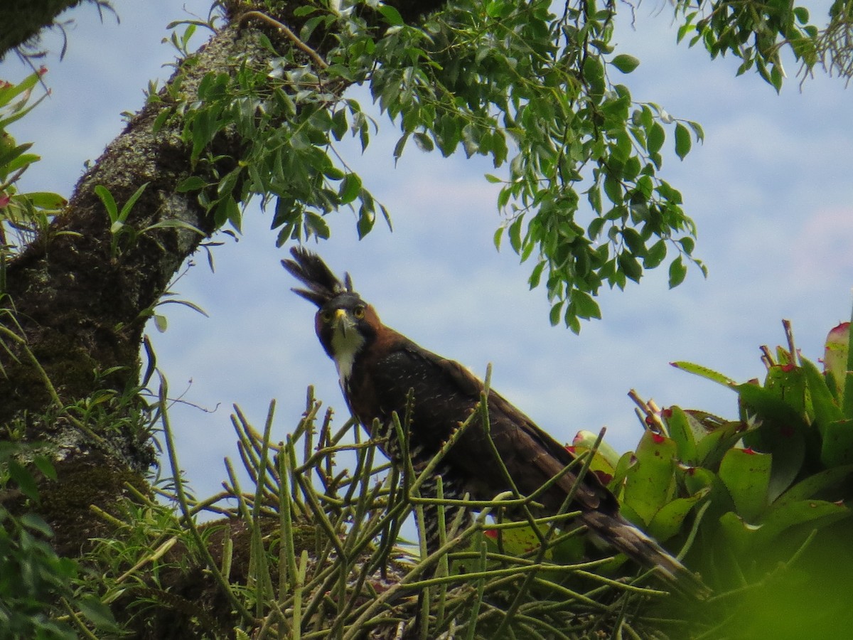 orel zdobený - ML645326996