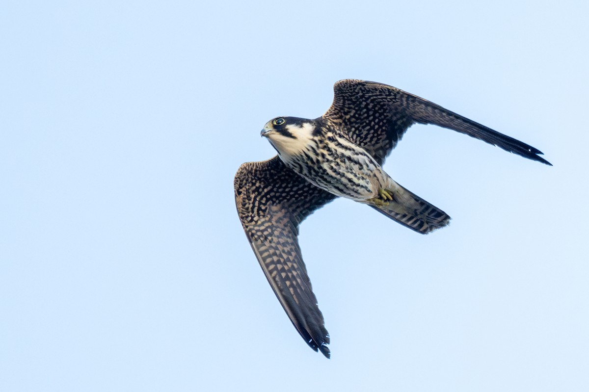 Eurasian Hobby - ML645326998