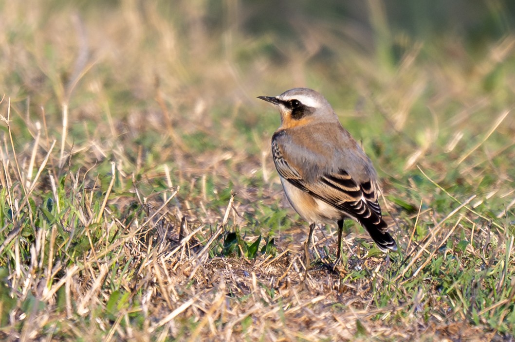 Northern Wheatear - ML645326999