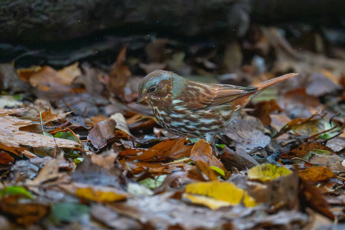 Fox Sparrow - ML645327004