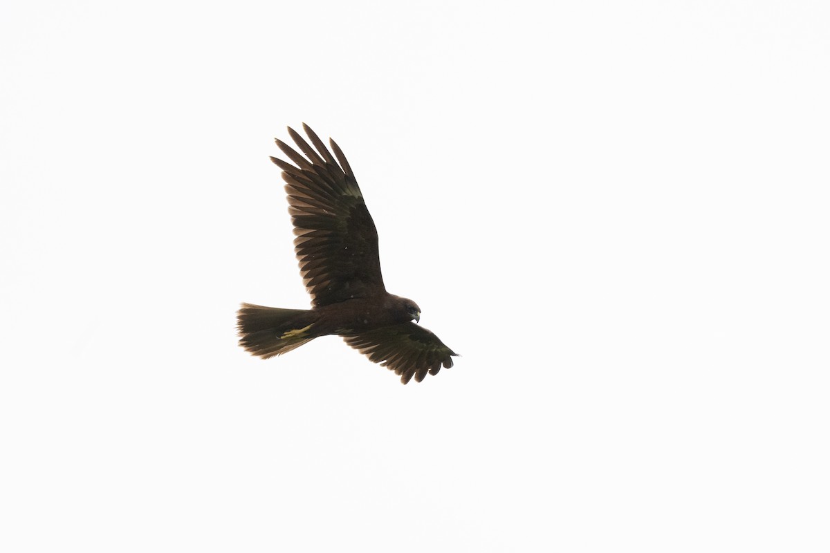 Western Marsh Harrier - ML645327005