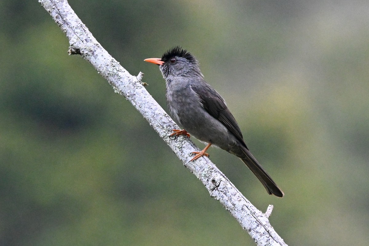 Malagasy Bulbul - ML645327006
