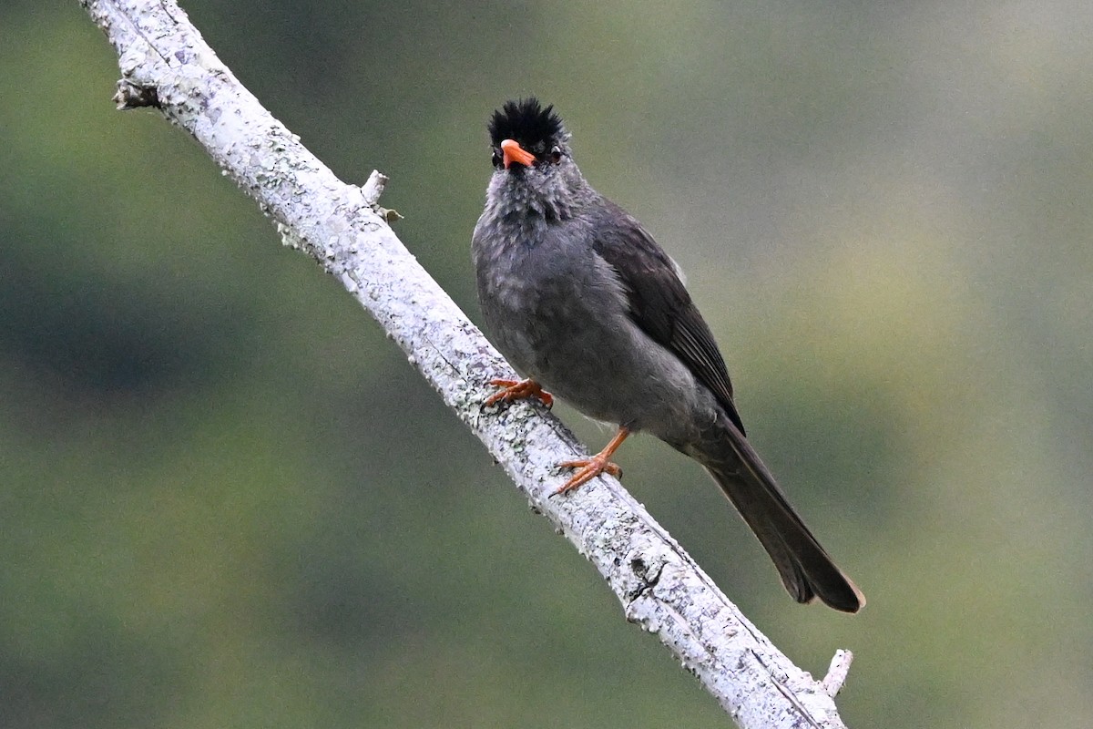 Malagasy Bulbul - ML645327007