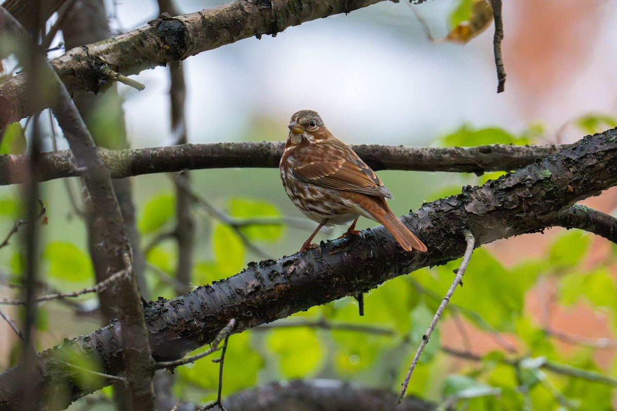 Fox Sparrow - ML645327011