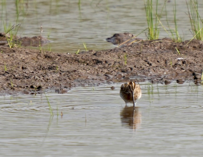Common Snipe - ML645327012