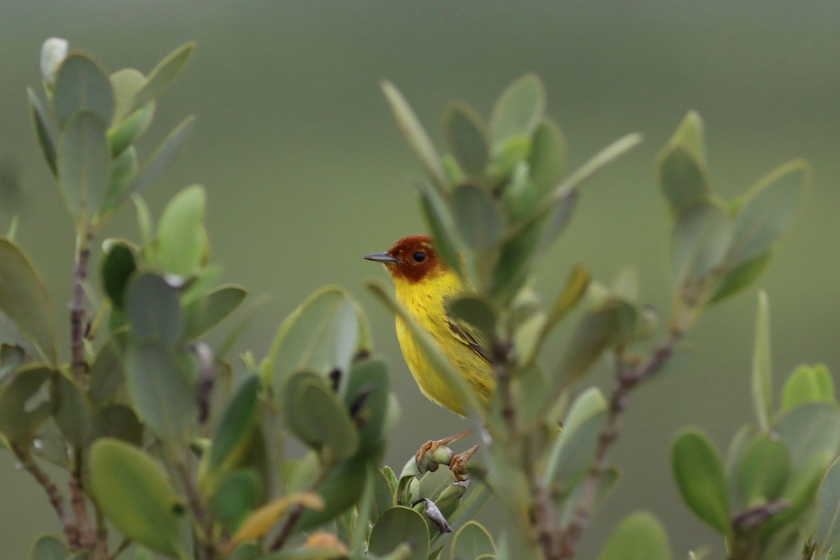 Mangrove Yellow Warbler - ML645327014