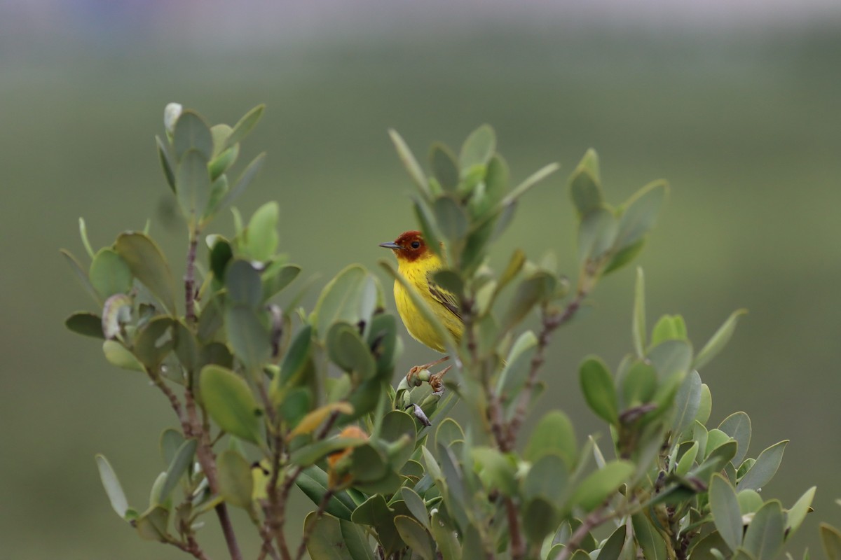 Mangrove Yellow Warbler - ML645327015