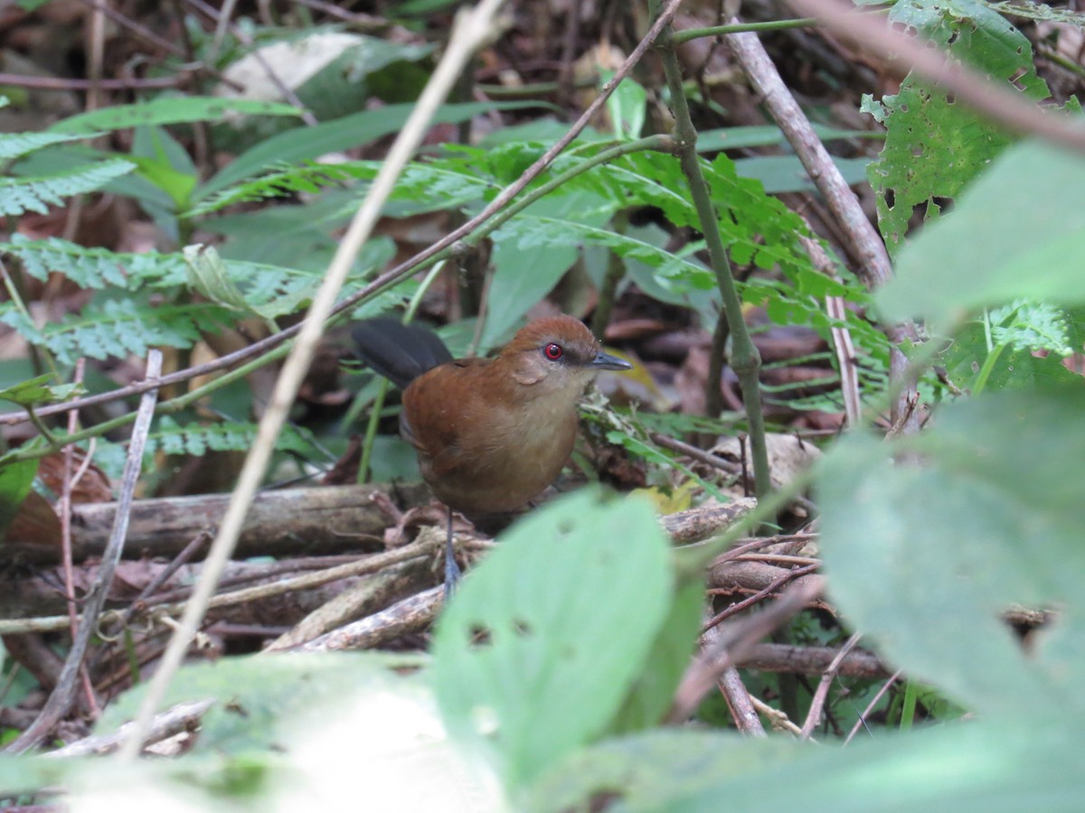 White-shouldered Fire-eye - ML645327017