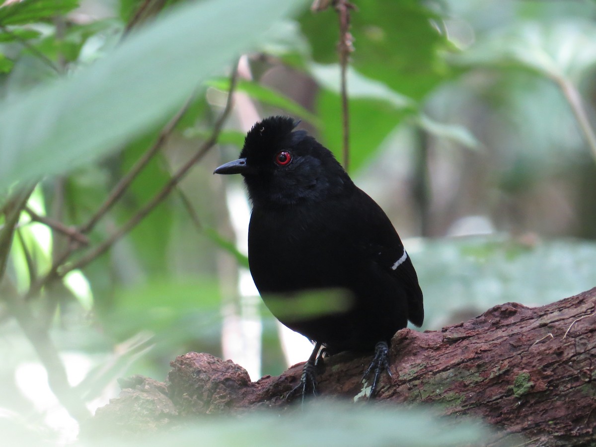 White-shouldered Fire-eye - ML645327018