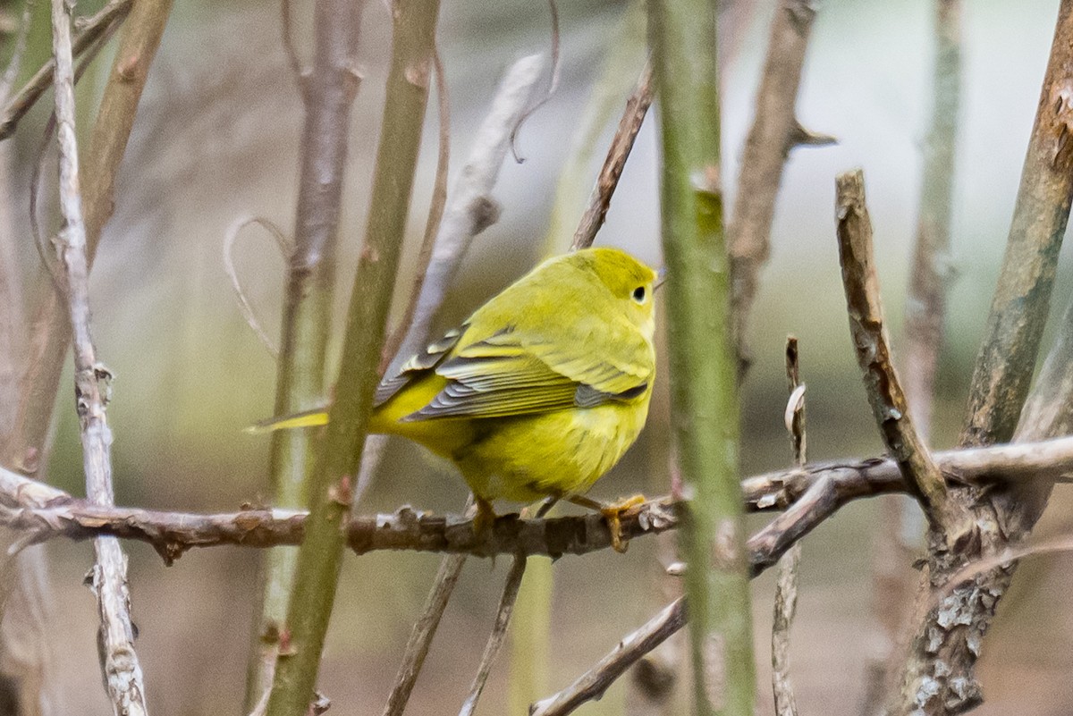 Northern Yellow Warbler - ML645327023