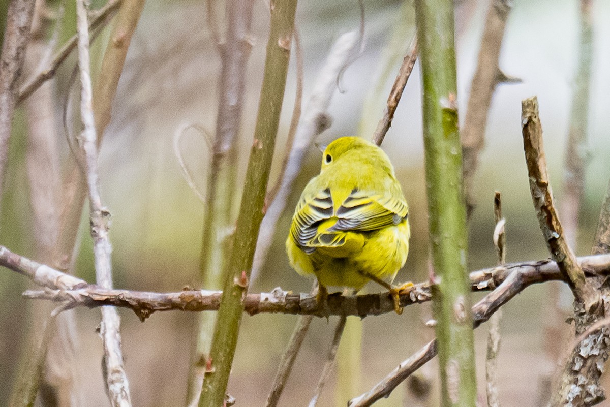 Northern Yellow Warbler - ML645327024