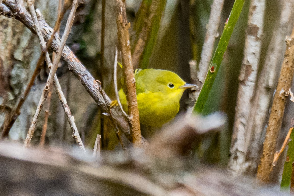 Northern Yellow Warbler - ML645327025
