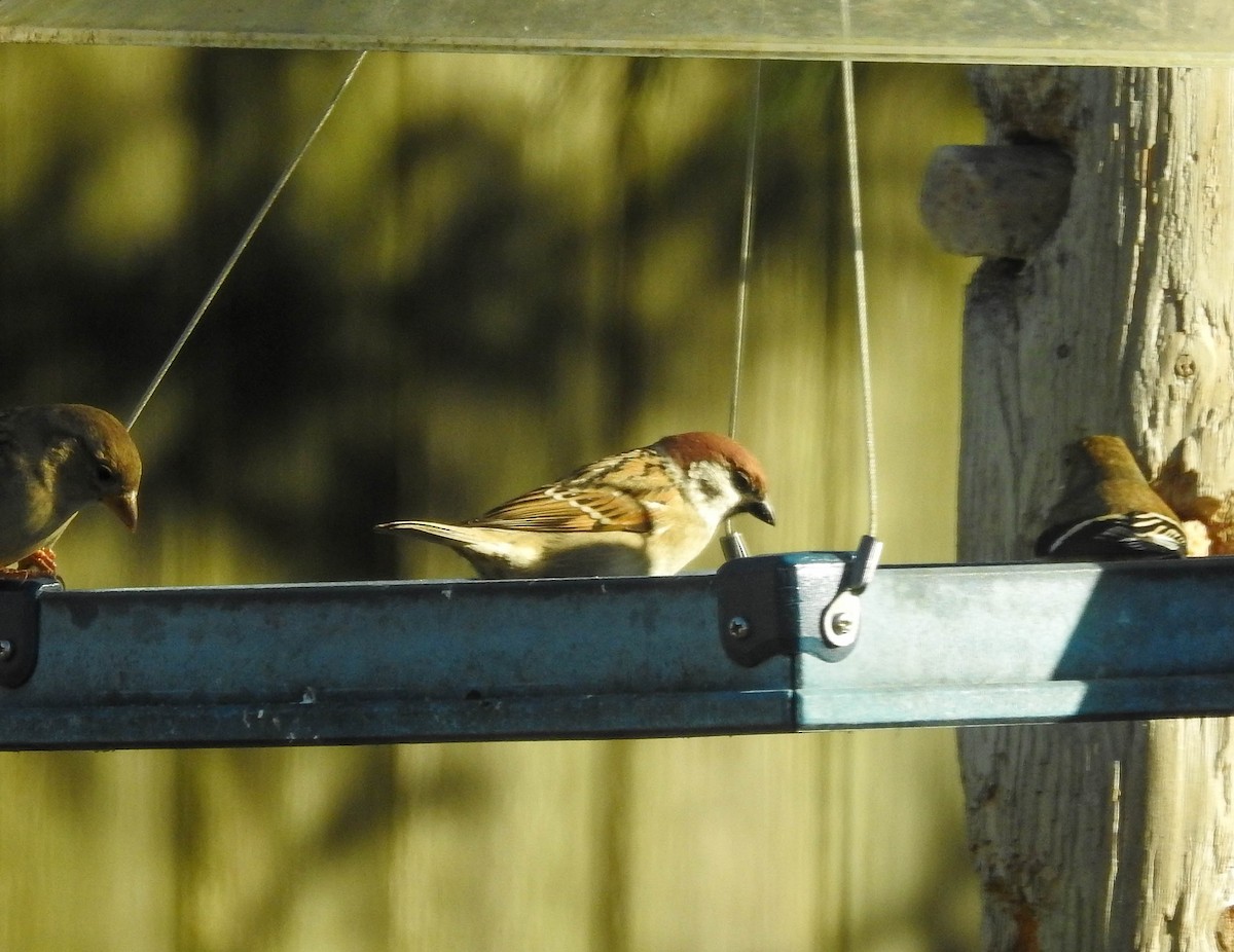 Eurasian Tree Sparrow - ML645327030