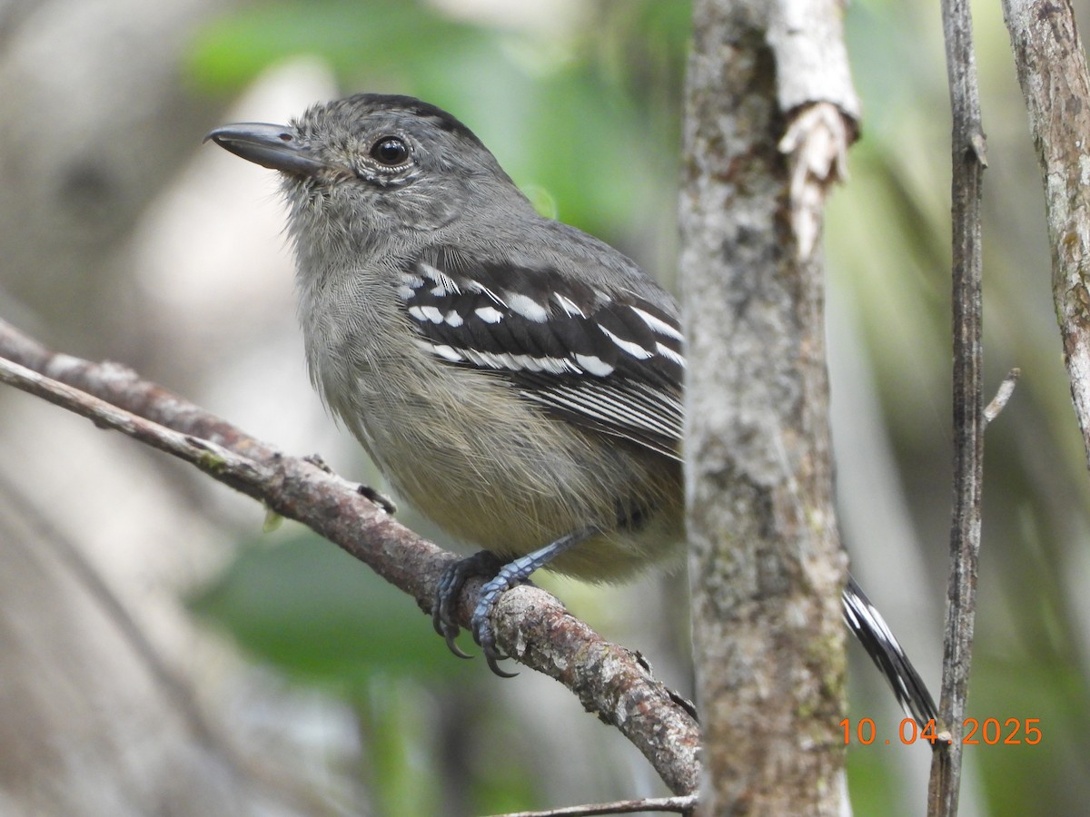 ソーレタマハイイロモズ - ML645327034