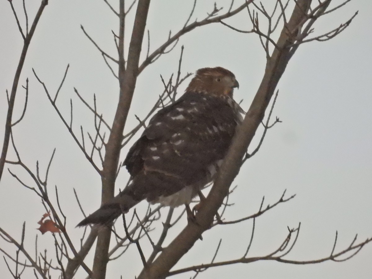 クーパーハイタカ - ML645327035