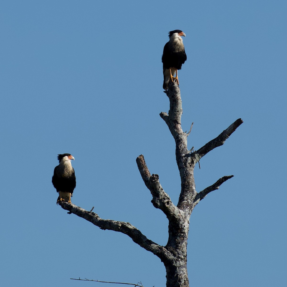 ミナミカラカラ - ML645327040