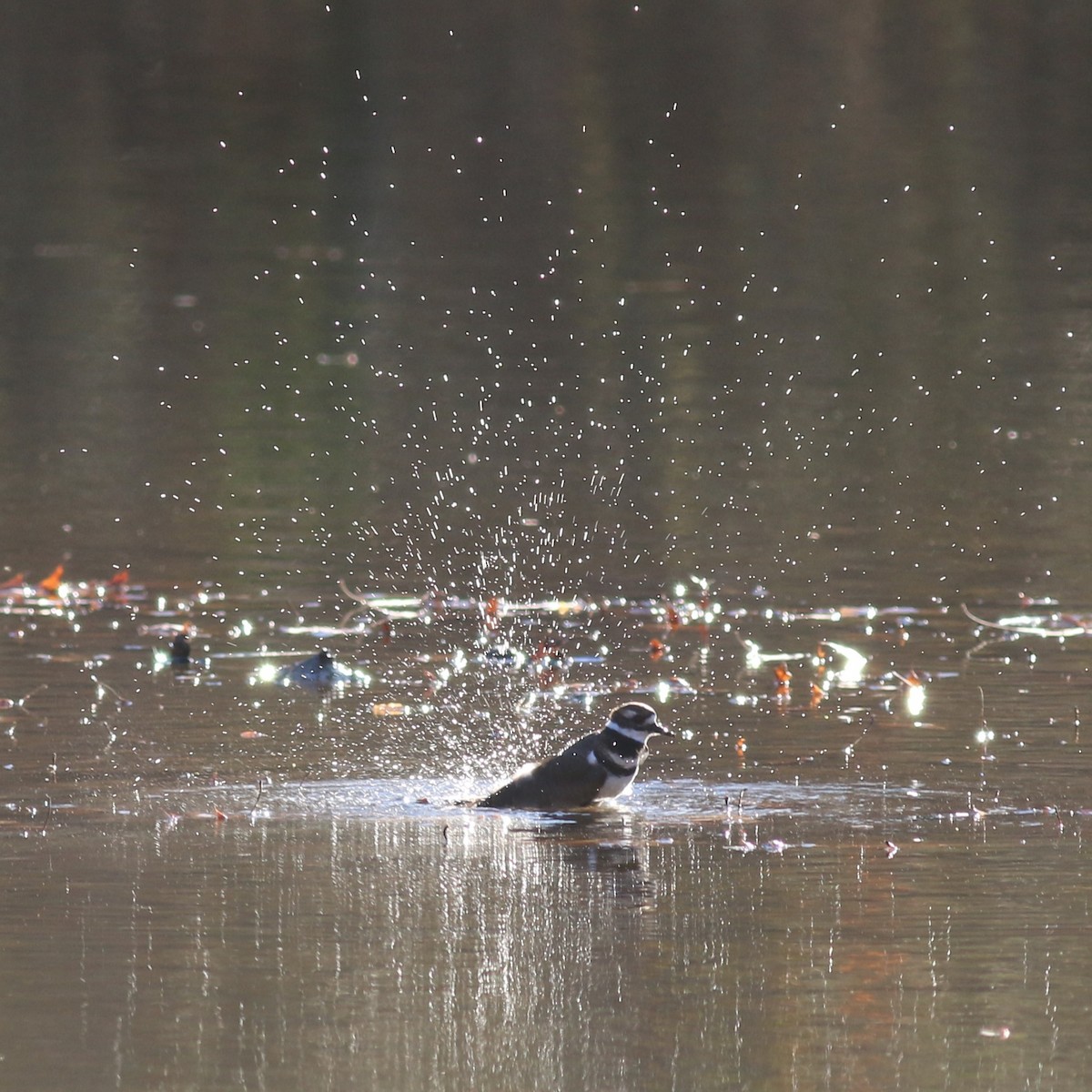 フタオビチドリ - ML645327041