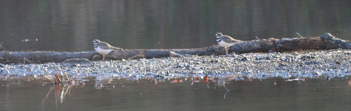 フタオビチドリ - ML645327042