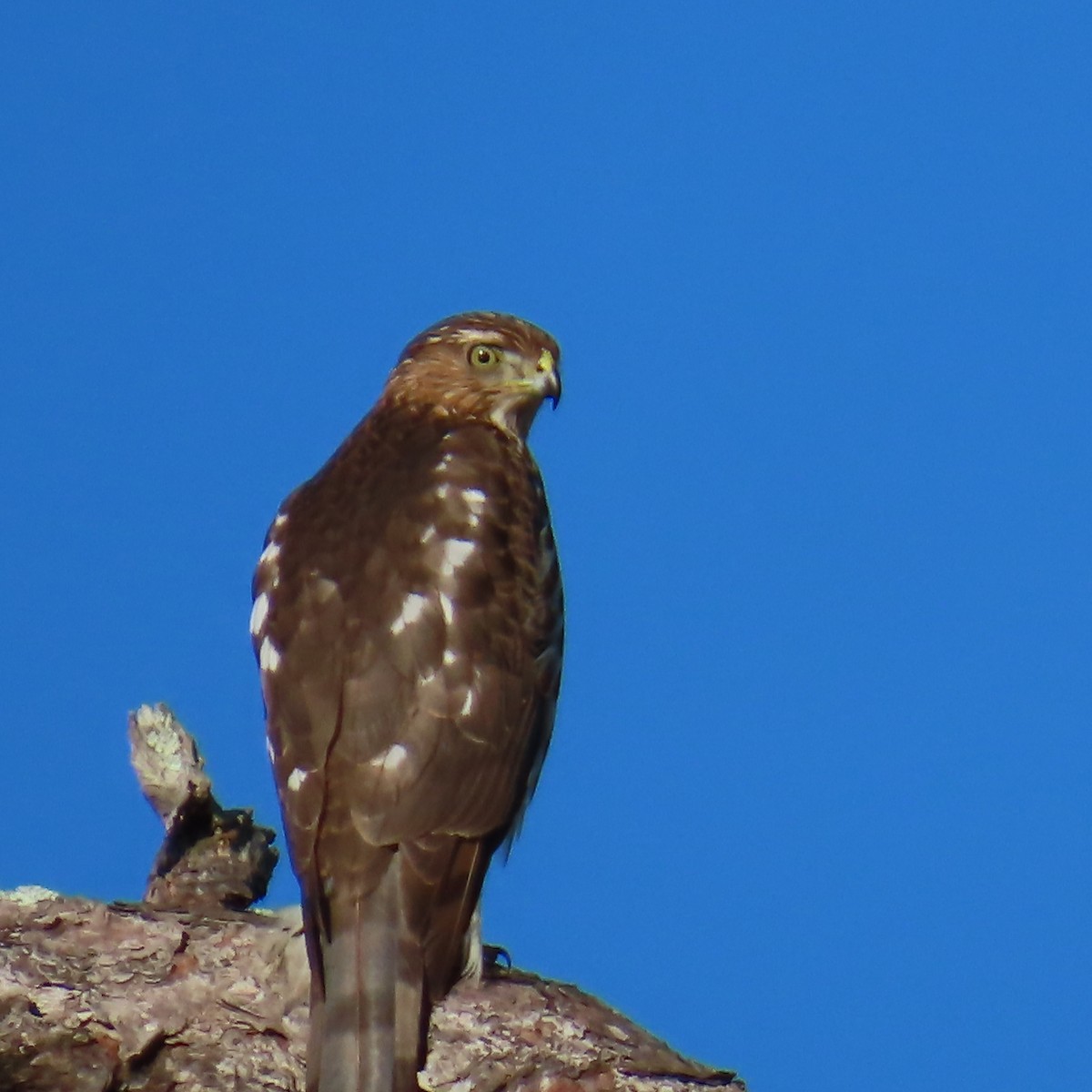 アシボソハイタカ - ML645327043