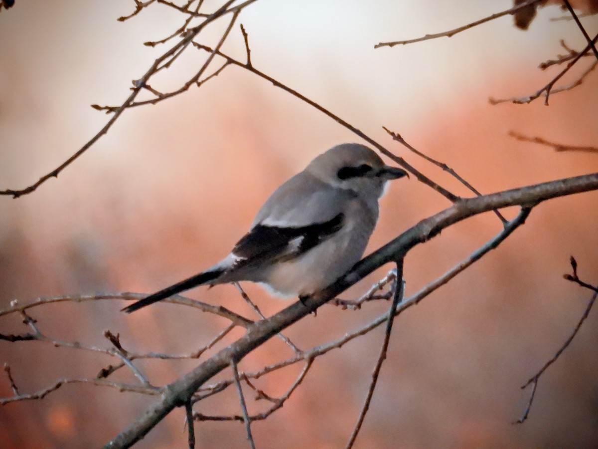 オオモズ - ML645327044