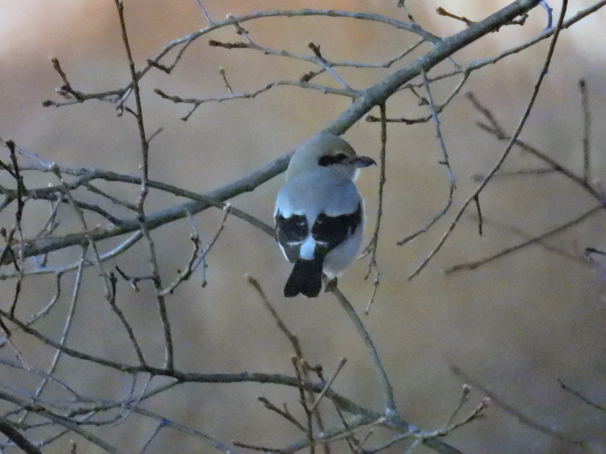 オオモズ - ML645327045